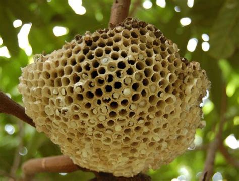 蜜蜂 蜂窩 面相氣色